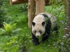 Yun Chuan, one of two giant pandas at the San Diego Zoo.