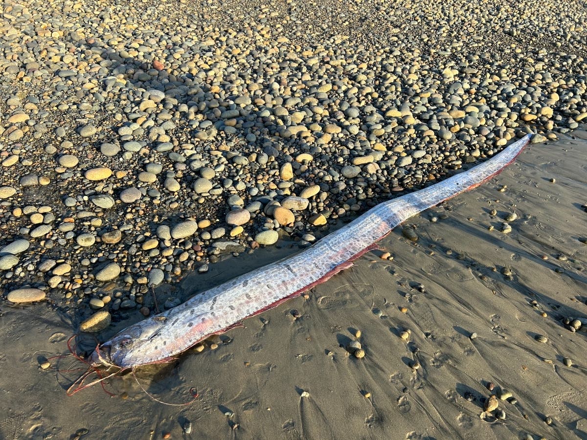 Second Rare Deep-Sea 'Doomsday Fish' Found In San Diego County ...