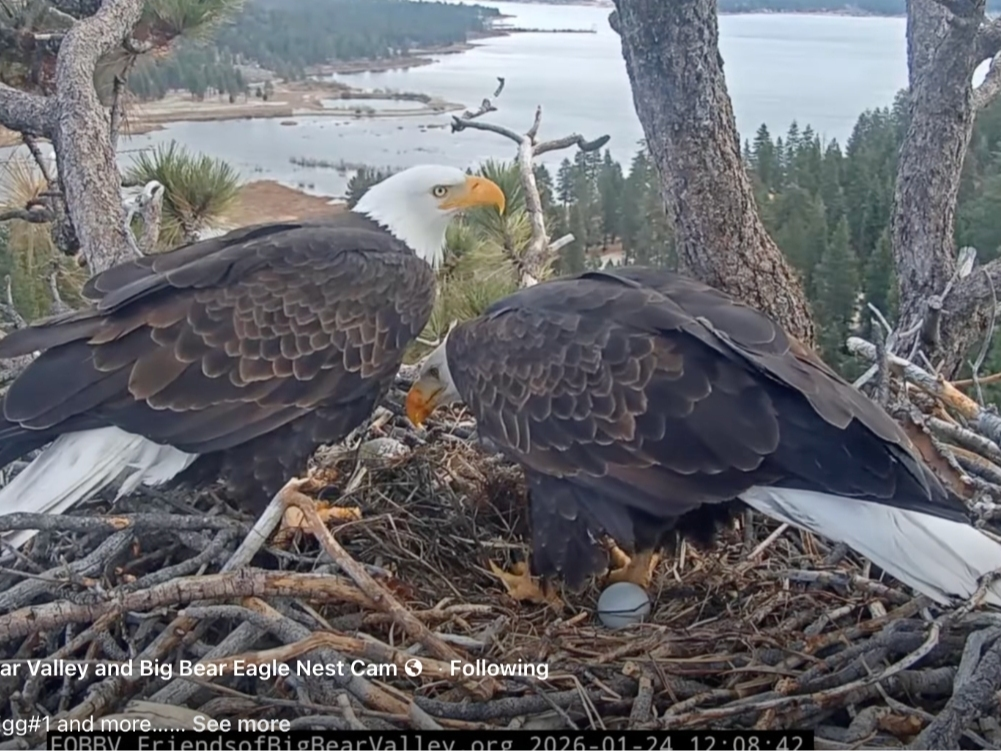 Jackie and Shadow and their first egg of 2026, laid Friday, with a second laid Monday. 