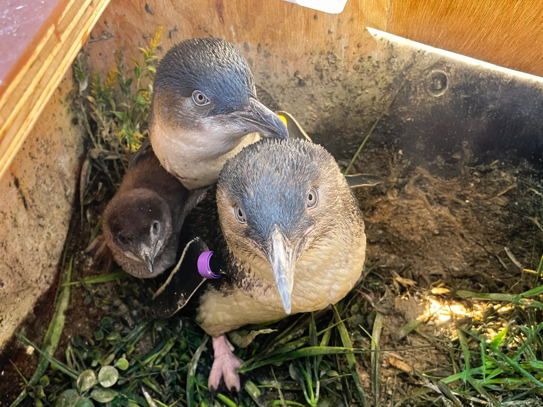 For the first time, a penguin chick has been raised and reared by its penguin parents on habitat at Birch Aquarium.