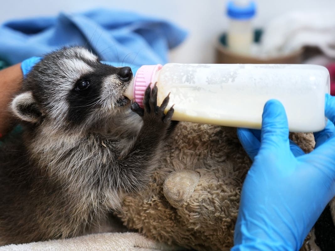Baby squirrels, raccoons, opossums, hummingbirds, ducklings, bobcats and many other species are expected to arrive at the society's Project Wildlife program in need of critical care.