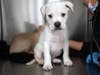 San Diego Humane Society and the San Diego County Department of Animal Services will host a high-volume spay and neuter clinic Feb. 25. 