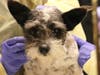 Helen Woodward Animal Center welcomed a 2-year-old terrier-blend canine, Philip, who was found late last month covered in wounds from a serious attack. 