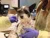 Helen Woodward Animal Center welcomed a 2-year-old terrier-blend canine, Philip, who was found late last month covered in wounds from a serious attack. 