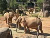 The Safari Park is home to a herd of eight elephants, ranging in age from 7 to 36.