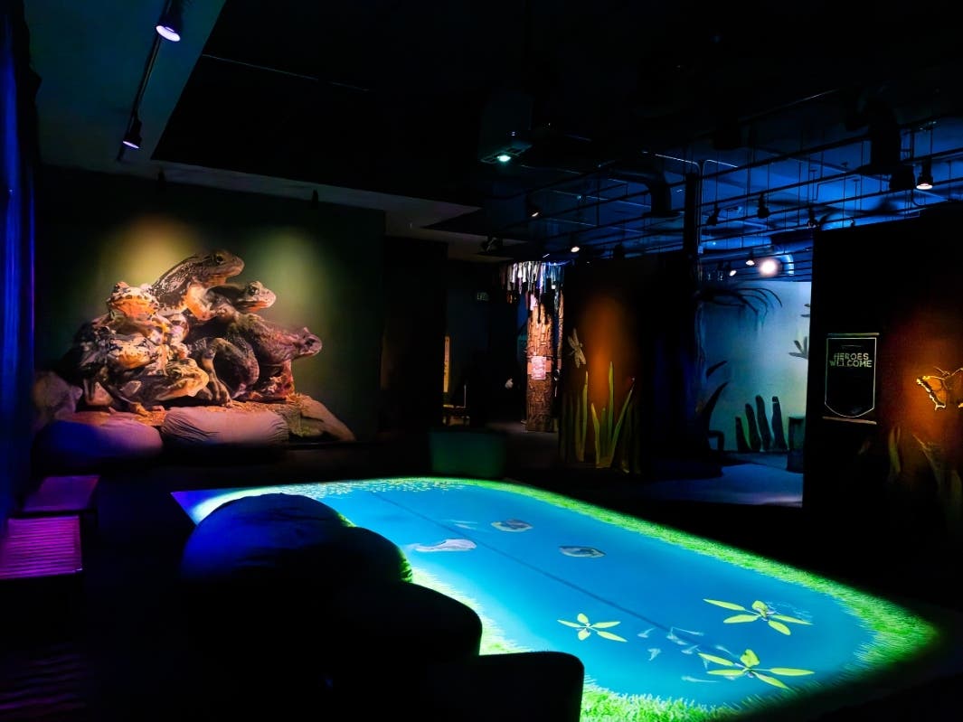Imagine Wild: Mountain Yellow-legged Frog features an interactive floor projection with all three stages of the frog included — eggs, tadpoles and adult frogs.