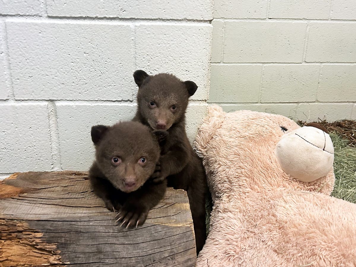https://patch.com/img/cdn20/users/54855/20260324/024623/styles/patch_image/public/sdhs-black-bear-cubs-from-monrovia-arrived-031526-photo-1___24141702391.jpg
