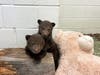 The brothers, estimated to be 2 to 3 months old, arrived March 15 at the Ramona facility.