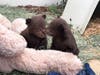 The brothers, estimated to be 2 to 3 months old, arrived March 15 at the Ramona facility.