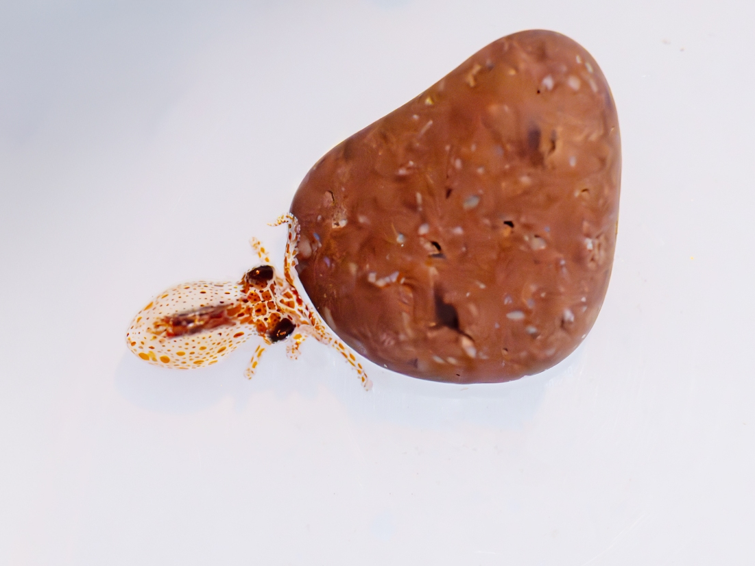 A tiny "settled" red octopus explores its surroundings, using its eight arms and many suction cups to grip a small rock.