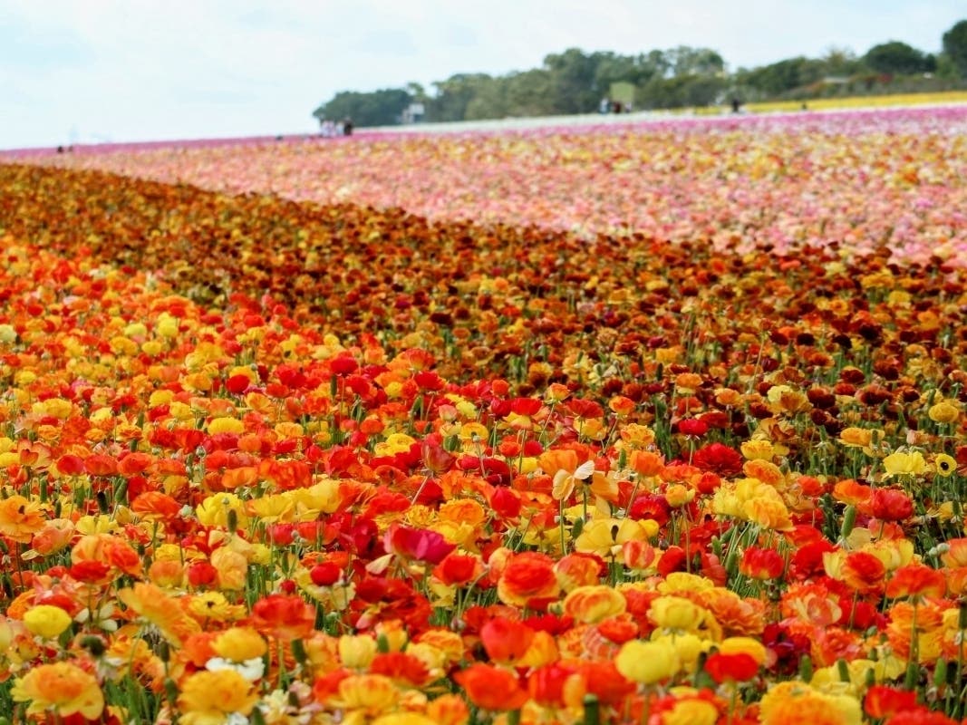 From March 1 through May 10, nearly 80 million flowers blanket the rolling hills at The Flower Fields at Carlsbad Ranch.