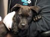 The dogs arrived Friday, with 16 being cared for at the San Diego campus and four at the El Cajon campus.