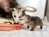 Project Wildlife sees a significant number of orphaned baby opossums each year, especially in spring and early summer, according to San Diego Humane Society.