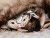 Project Wildlife sees a significant number of orphaned baby opossums each year, especially in spring and early summer, according to San Diego Humane Society.