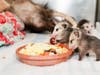 Project Wildlife sees a significant number of orphaned baby opossums each year, especially in spring and early summer, according to San Diego Humane Society.