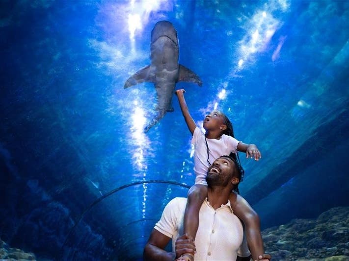 The exhibit includes above-water viewing areas, an underwater tunnel with a moving walkway and a floor-to-ceiling glass wall paired with multimedia displays.