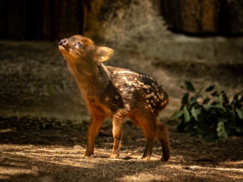 https://patch.com/img/cdn20/users/54855/20260422/115240/styles/patch_image/public/pudu-newborn-park-april2026-1___22114930668.jpg