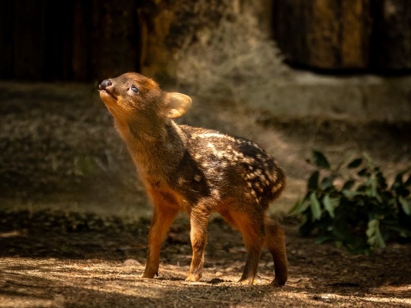 A pudu fawn, the world's smallest species of deer, was born over the weekend at the San Diego Zoo Safari Park, officials announced.