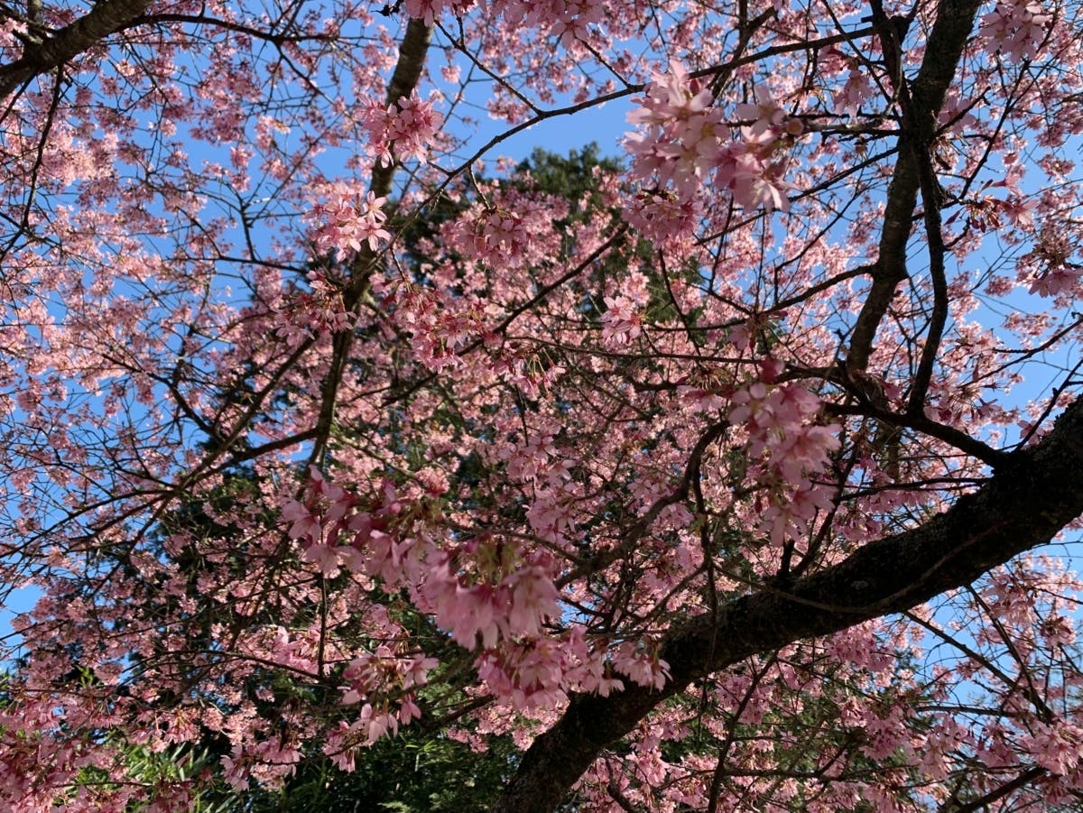 5 Things You Can Do In NorCal That Are Free