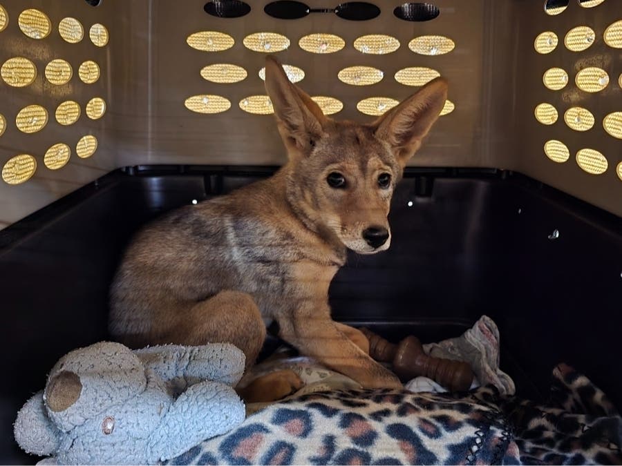 Val arrived Feb. 14 at the San Diego Humane Society's Project Wildlife program.