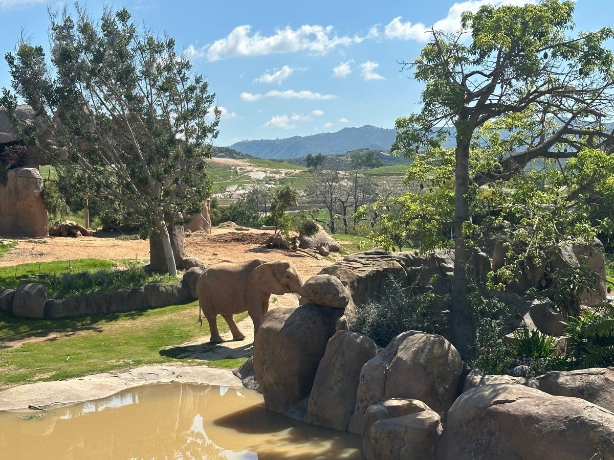 The San Diego Zoo Safari Park launched a live camera feed of its elephant herd, giving viewers around the world a real-time look inside its newly opened Elephant Valley habitat.
