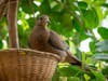A critically endangered Socorro dove hatched at the San Diego Zoo Safari Park.