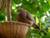 A critically endangered Socorro dove hatched at the San Diego Zoo Safari Park.