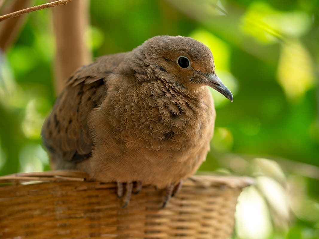 https://patch.com/img/cdn20/users/54855/20260504/124149/styles/patch_image/public/socorro-dove-photo-4___04122538422.jpg