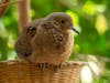 A critically endangered Socorro dove hatched at the San Diego Zoo Safari Park.