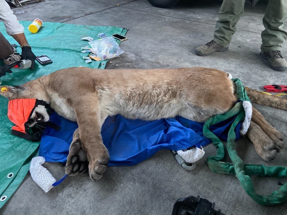 The mountain lion was seen hiding under a vehicle near an apartment complex, according to the the Escondido Police Department.