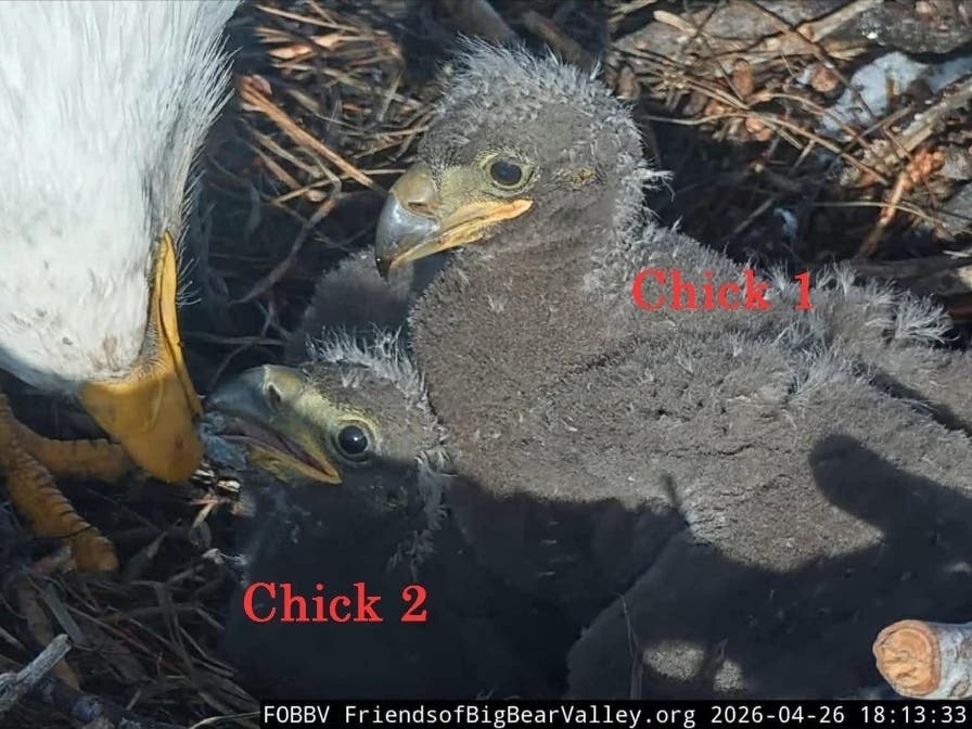 Southern California's favorite Bald Eagle babies have names and are flexing their wings, walking around and otherwise getting up to nest antics, the Friends of Big Bear Valley announced.