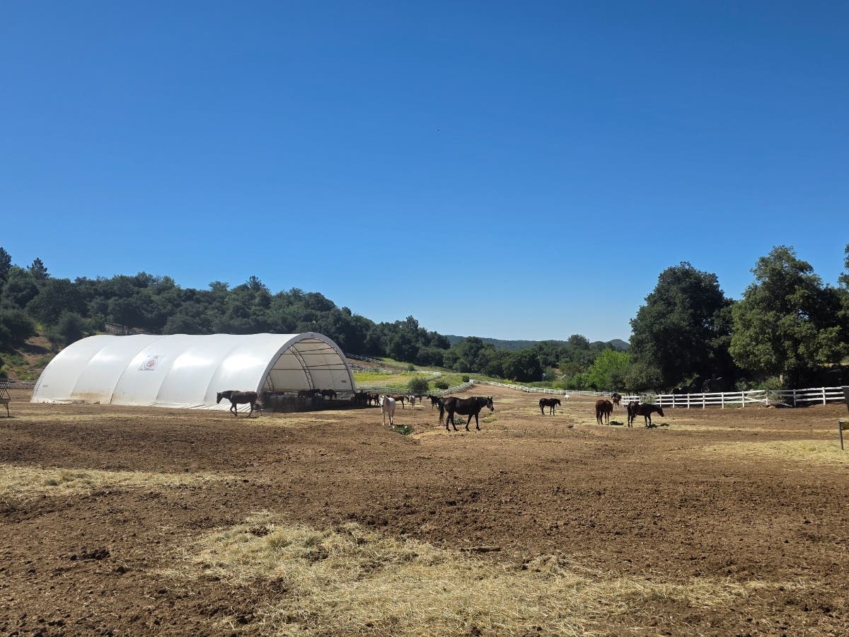 More than 700 animals have been found on the property, including 175 horses. Credit: San Diego Humane Society