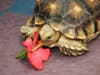 Each year, thousands of animals, including turtles and tortoises, are found stray in San Diego County.