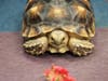 Each year, thousands of animals, including turtles and tortoises, are found stray in San Diego County.