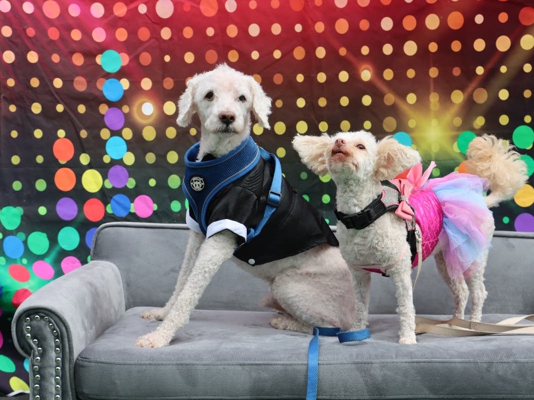 The 12th annual Puppy Prom will return Sunday at McGregor's Bar & Grill in San Diego.