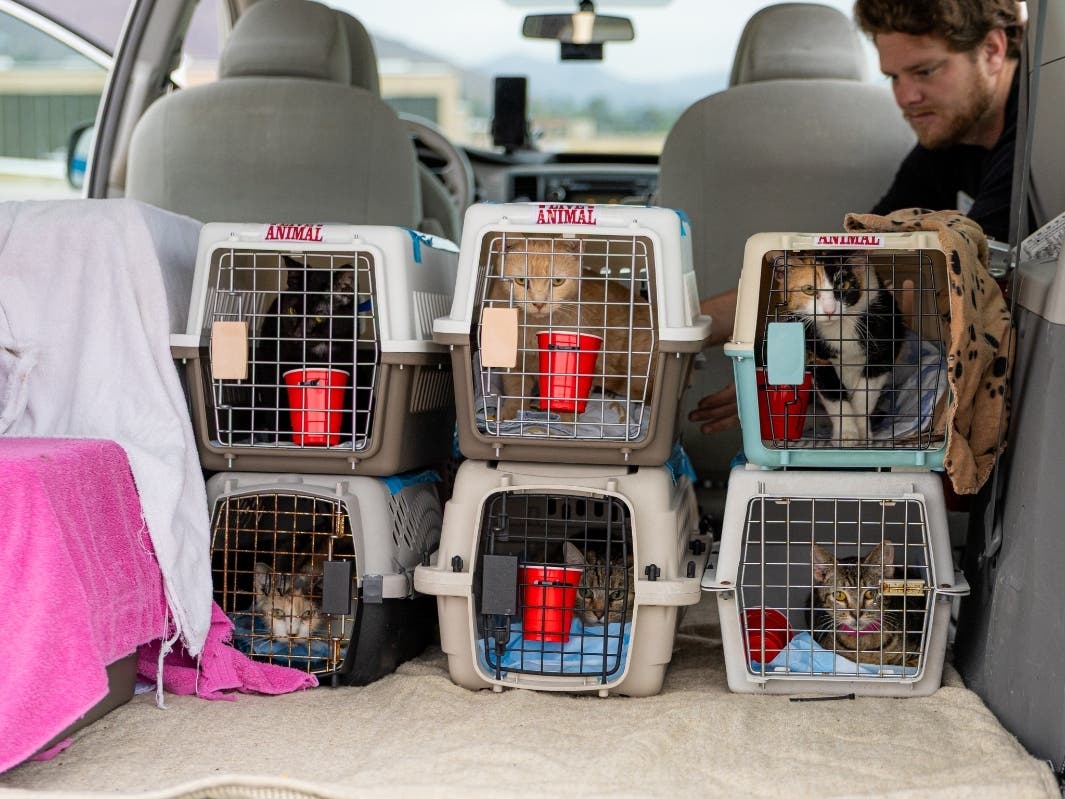 A total of 65 cats rescued from the Villa Chardonnay property were flown to the Humane Society of North Texas.