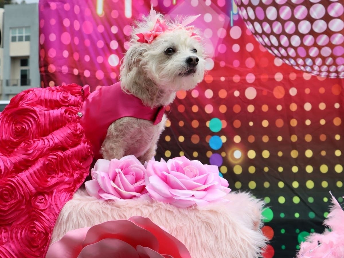 Prom season will go to the dogs this weekend as Helen Woodward Animal Center hosts its annual Puppy Prom for rescue pets and their families.