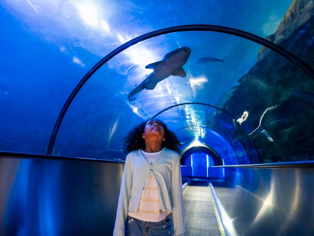 Features include above-water viewing areas, an underwater tunnel with a moving walkway, and a floor-to-ceiling glass viewing wall with multimedia displays.