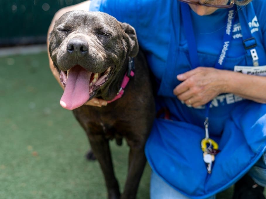 San Diego Humane Society will waive all adoption fees June 6 at its campuses in San Diego, El Cajon, Escondido and Oceanside.