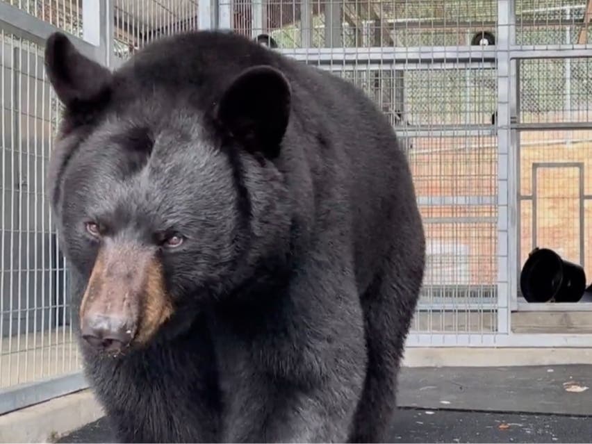 The 300-pound bear, named Olivia, was transported May 20 from Finlayson, Minnesota, to Lions Tigers & Bears, a nonprofit animal sanctuary in East County.