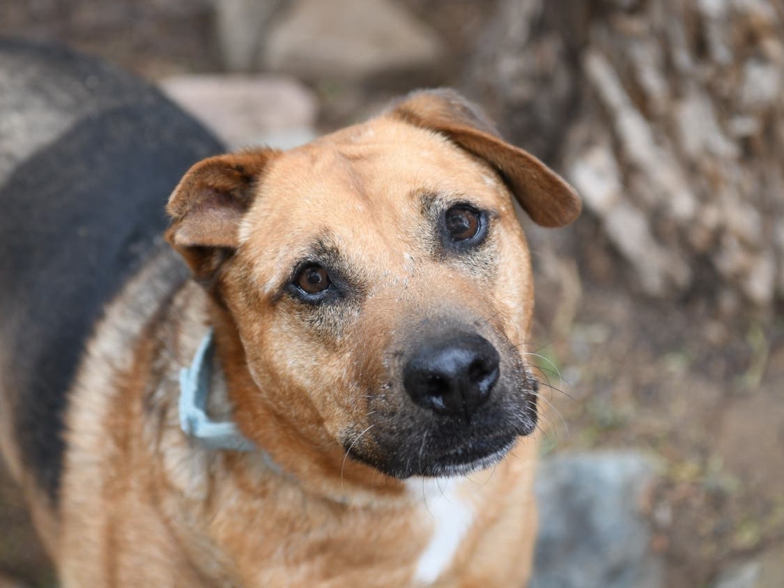 Hundreds Of Pets Available During Free Adoption Event At San Diego Humane Societ...