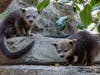 The babies, known as bintlets, were born March 27 to first-time parents Nettle and Garret.