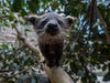 The San Diego Zoo has welcomed two binturong babies, marking the first births of the species at the zoo in 26 years.