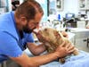 San Diego Humane Society highlighted the case of Dewey, a dog treated for an ear infection and spinal abnormalities before being adopted.