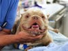 San Diego Humane Society highlighted the case of Dewey, a dog treated for an ear infection and spinal abnormalities before being adopted.