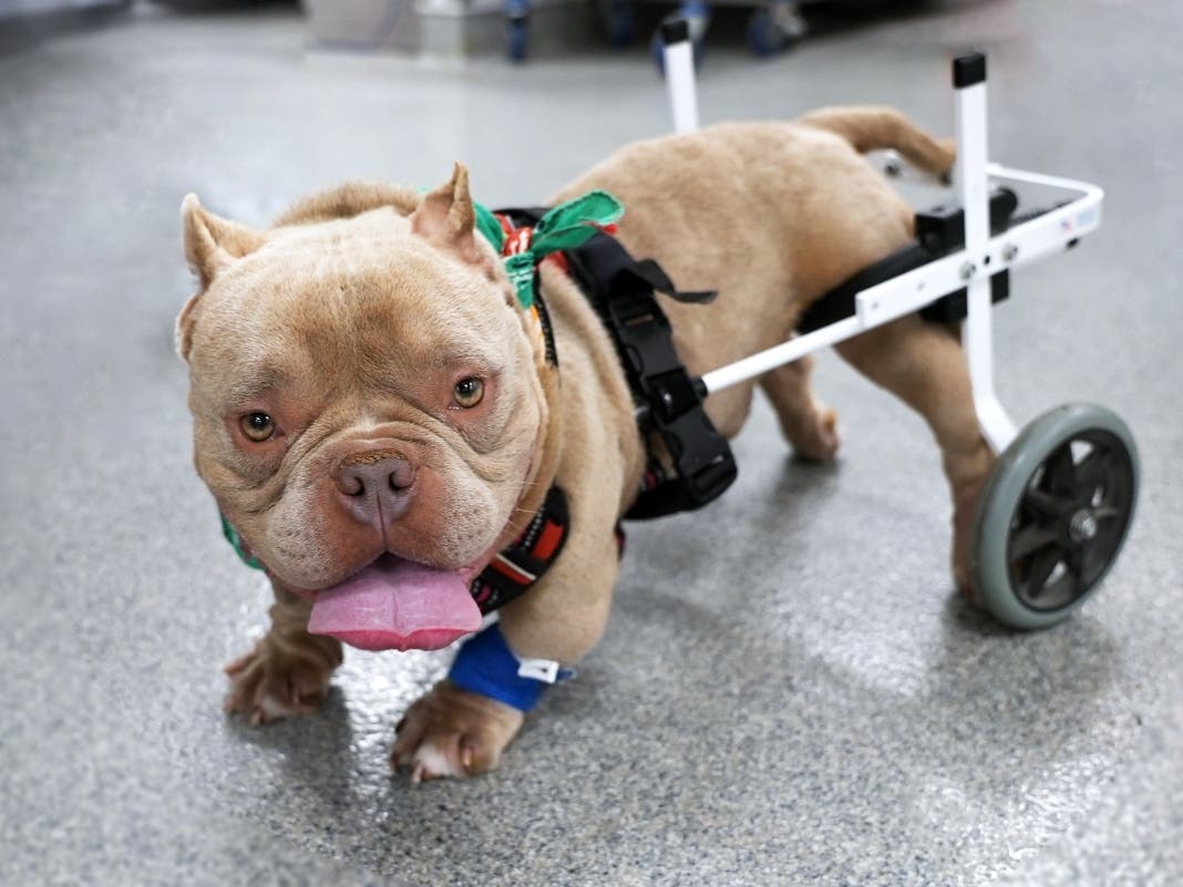 San Diego Humane Society Launches Day Of Giving Fundraiser As Shelters Face Overcrowding