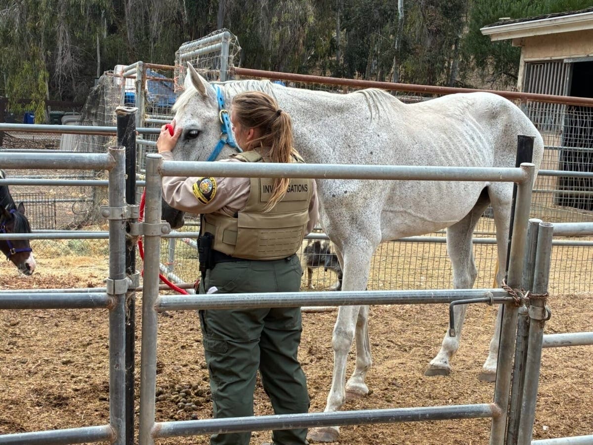 Dead Dog, Dozens Of Other Neglected Animals Removed From Rancho Santa — free download