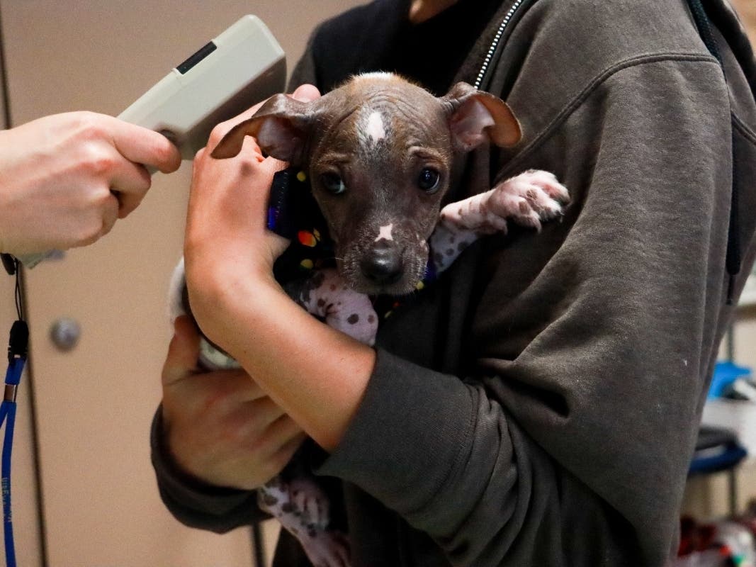 Pets with identification are much more likely to be reunited with their families, according to San Diego Humane Society.