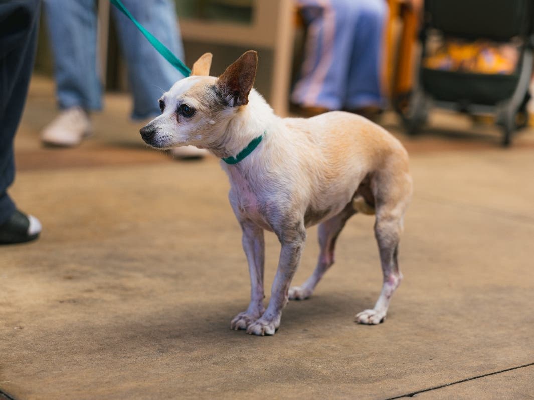San Diego Humane Society is waiving all pet reclaim fees through Tuesday at its campuses in El Cajon, Escondido, Oceanside and San Diego.
