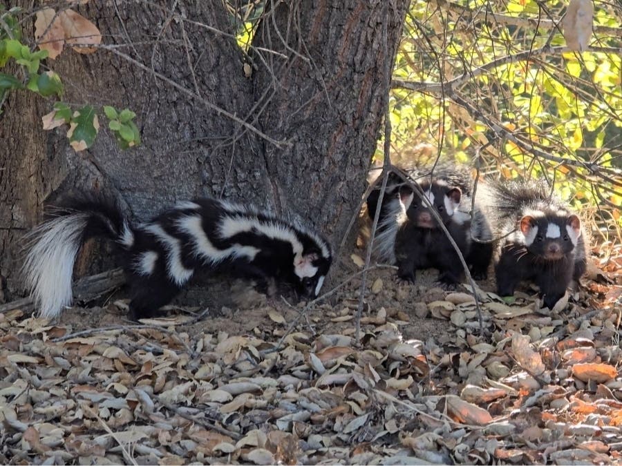 The skunks were released at a remote site in Valley Center.